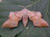 Butterflies and Moths at Rayleigh Mount (Mike Bailey) (35776 bytes)